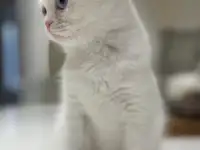 Девочка шотландская вислоухая в белом окрасе с голубыми глазами., фотография 4