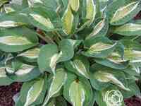 Хоста снейк айз (m)