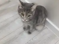 отдам кошку в хорошие руки, фотография 2