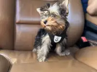 Щенок йоркширский терьер, девочка, 3 мес, фотография 2