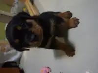 Продам, фотография 7