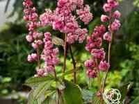 Роджерсия дарк покерс перистая