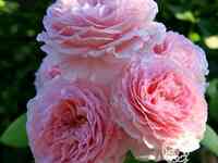 Роза джеймс гелвей, д.остин кустарниковая