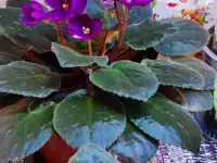 Продам цветы дешево, фотография 4