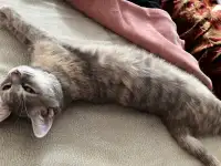 Отдам кошку