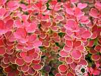 Барбарис оранж санрайз