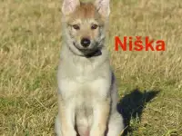 Чешский VolfDog Чешский волчак, фотография 4