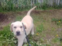 Продам щенка лабрадора, фотография 3