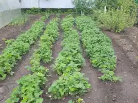 Дача с 2 домами, с/о Вагонник, 59, фотография 4