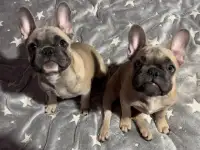 В продаже шикарные девочки французского бульдога, фотография 4