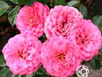 Роза амулет флорибунда, тантау