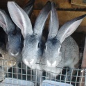 Кролики фландр с шиншилой, фотография 5