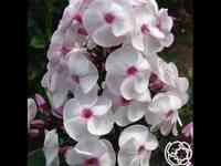 Флокс метельчатый Айс Крим