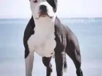 Щенки американского стаффордширского терьера, фотография 2