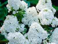 Флокс метельчатый Юник Уайт