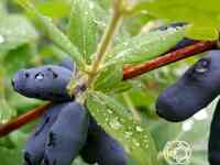 Жимолость Длинноплодная