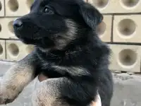 Продам чистокровных щенков немецкой овчарки, фотография 2