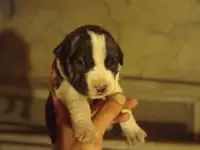 Щенки Тобет САО и Питбуль, фотография 2