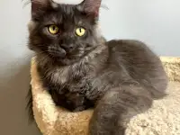 Мальчик мейнкун, фотография 4