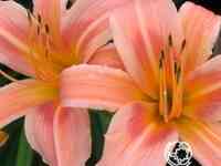 Лилейник Холс Пинк