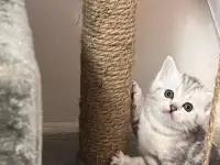 Шотландские котята, фотография 8