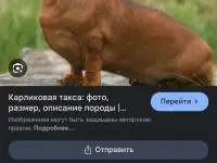 Ищу щенка таксы, фотография 3