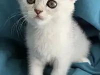 Продам котят. Породы серебристая шиншилла, фотография 2
