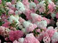 Гортензия ванила фрайз