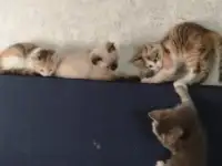 Отдам котят в хорошие заботливые руки, фотография 4