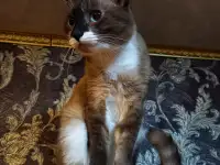 Пропал кот!, фотография 2