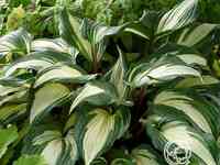 Хоста распбери сандей (m)