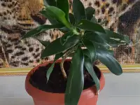 Продам комнатные цветы, фотография 4