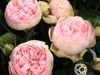 Роза чарминг пиано чайно-гибридная, тантау