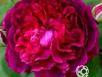 Роза уильям шекспир. д.остин кустарниковая