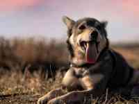 Отдам собаку, фотография 4