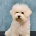 Бишон Фризе., фотография 2