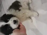 Дарю щенят!, фотография 2