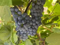 продам дачу, казахстан, восточно казахстанская область, восточник степной №576, фотография 10