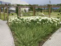 Ландшафтные работы. Озеленение., фотография 9