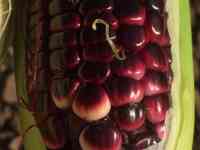 Рассада кукурузы, фотография 2