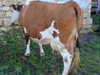 Продам корову молочную, фотография 2