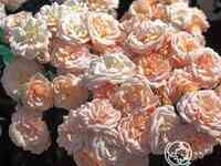 Роза бордюр накрэ, дельбар