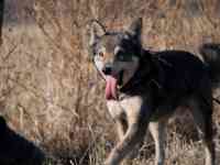 Отдам собаку, фотография 10