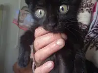 Отдам котят милашек, фотография 3