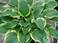 Хоста Еллоу ривер (ML)