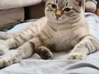 Пропал кот, фотография 2