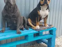 Продам щенков Американского булли Pocket, фотография 2