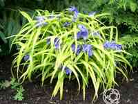 Традесканция свит кейт