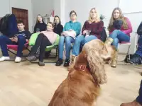 Ищу Выгульщика Собак, фотография 3