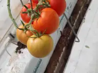 Продаю помидоры тепличные., фотография 4